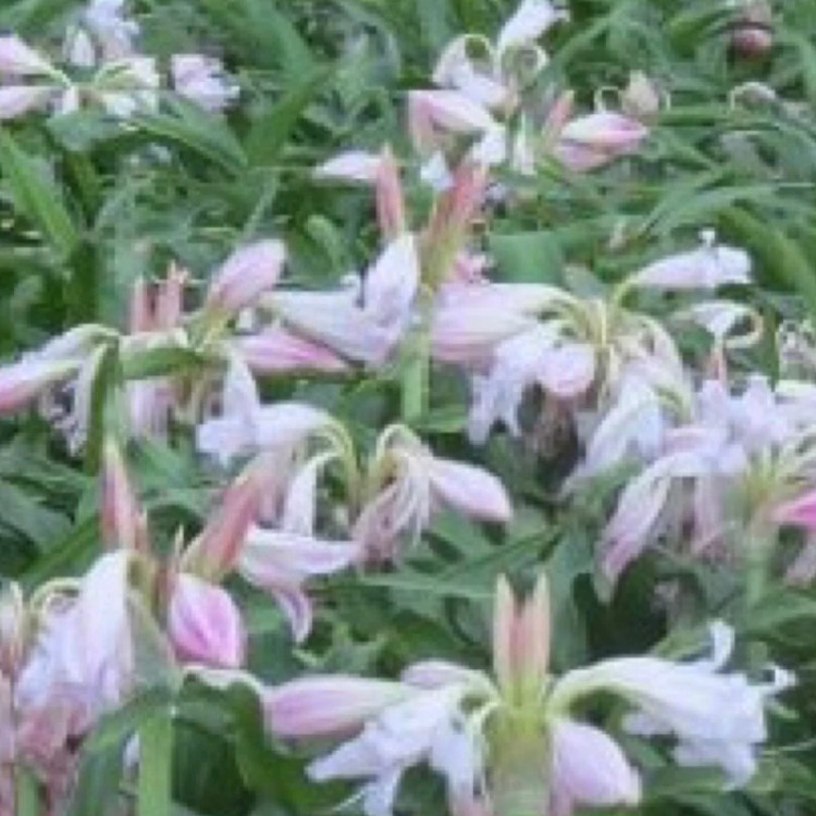 بوته سوسن استوایی