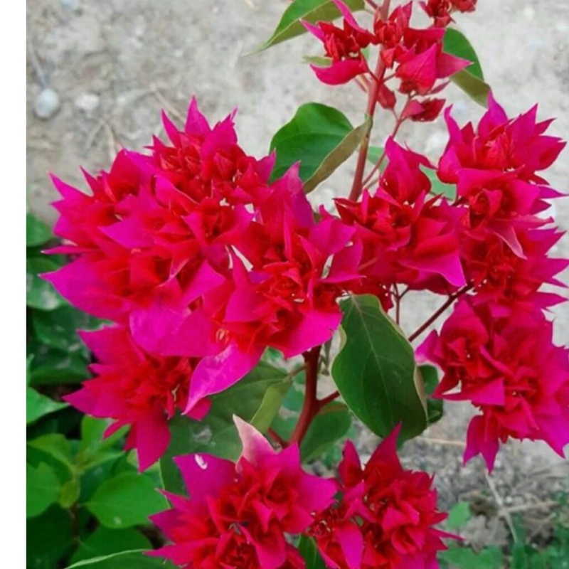پکیج 4 رقم کاغذی