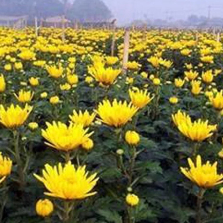 نهال گل داودی