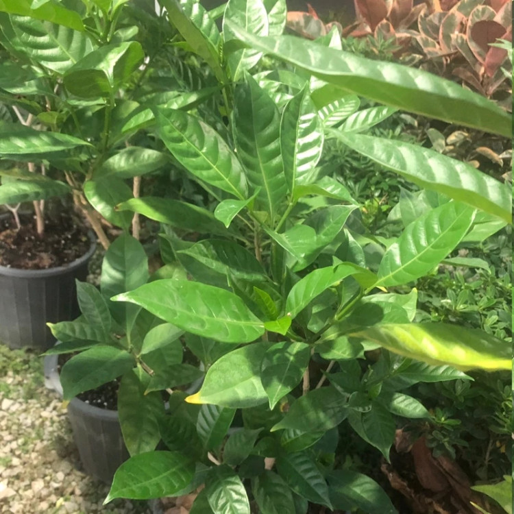 نهال یاس هندی معطر