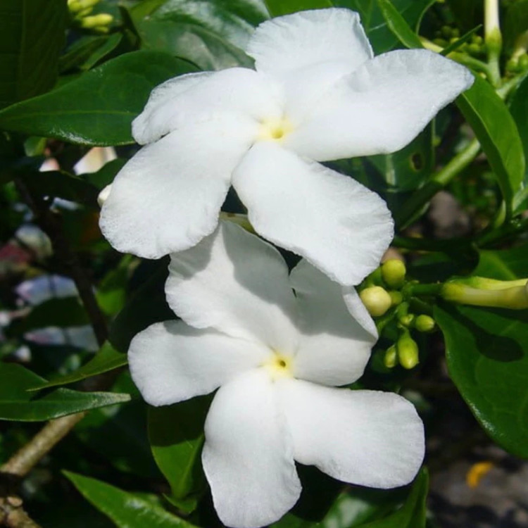 نهال یاس هندی معطر