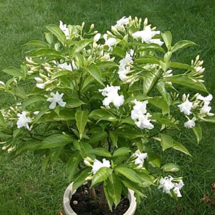 نهال یاس هندی معطر