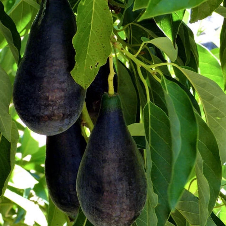 نهال آووکادوو بنفش پیوندی
