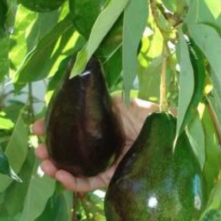 نهال آووکادوو بنفش پیوندی
