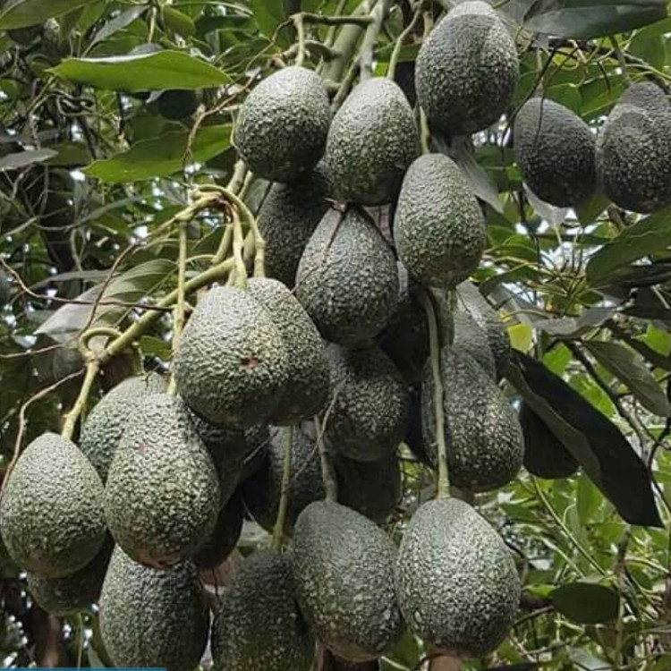 نهال آووکادوو بنفش پیوندی