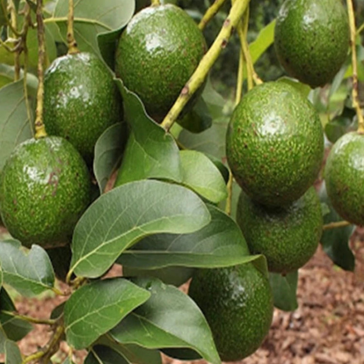 نهال آووکادو بیکن پیوندی
