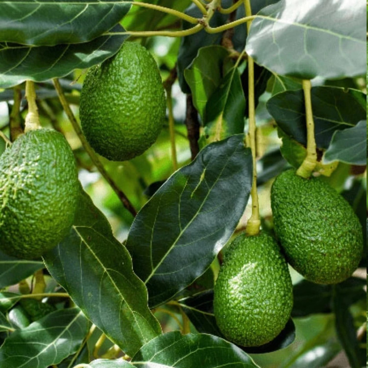 نهال آووکادو بیکن پیوندی