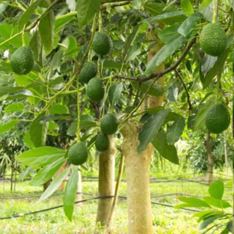 نهال آووکادو بیکن پیوندی