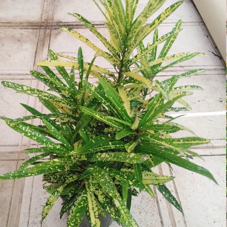 نهال اکوبا کروتن