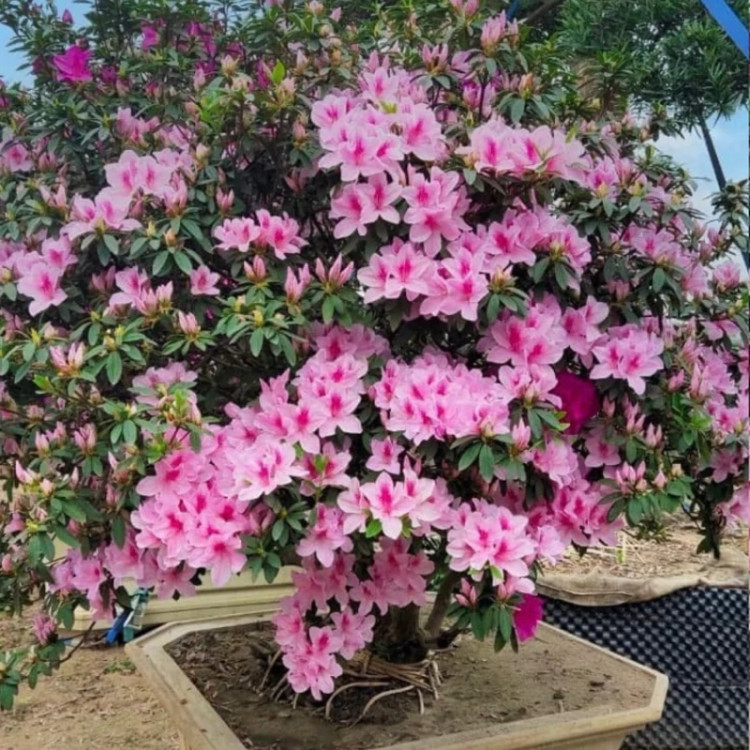 نهال ازالیا ژاپنی