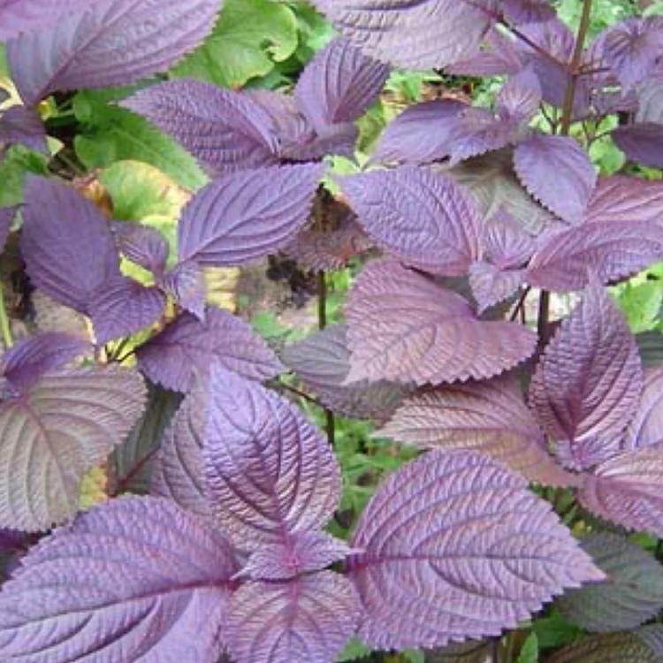 بوته نعنا ژاپنی پریلا