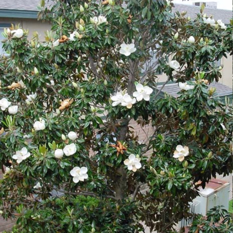 نهال ماگنولیا تابستان