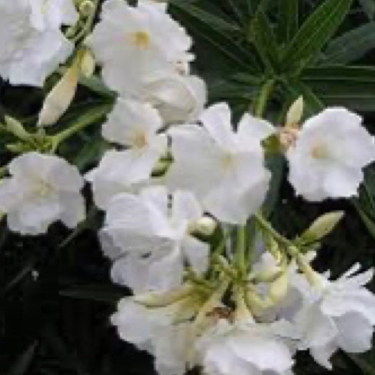 نهال خرزهره سفید