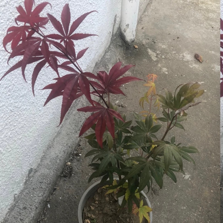 نهال افرا سرخ ژاپنی