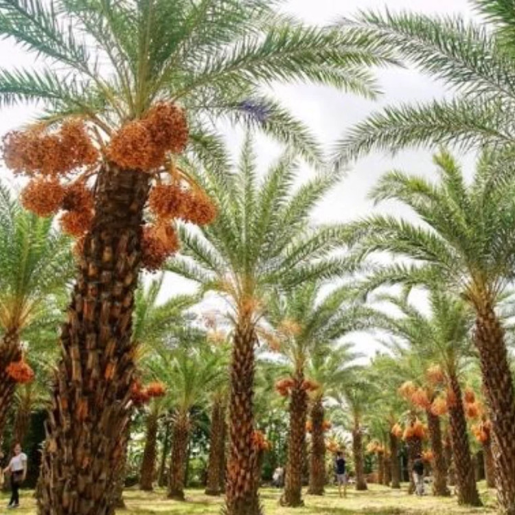 نهال خرما