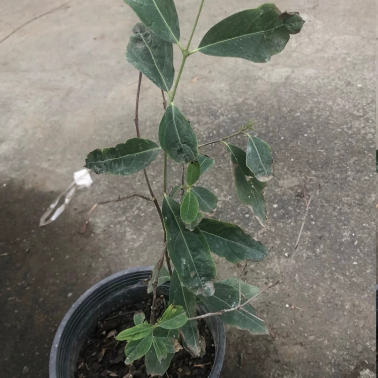 نهال گل یخ