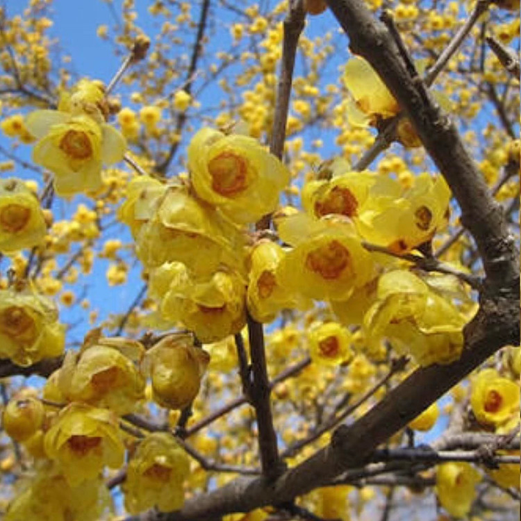 نهال گل یخ