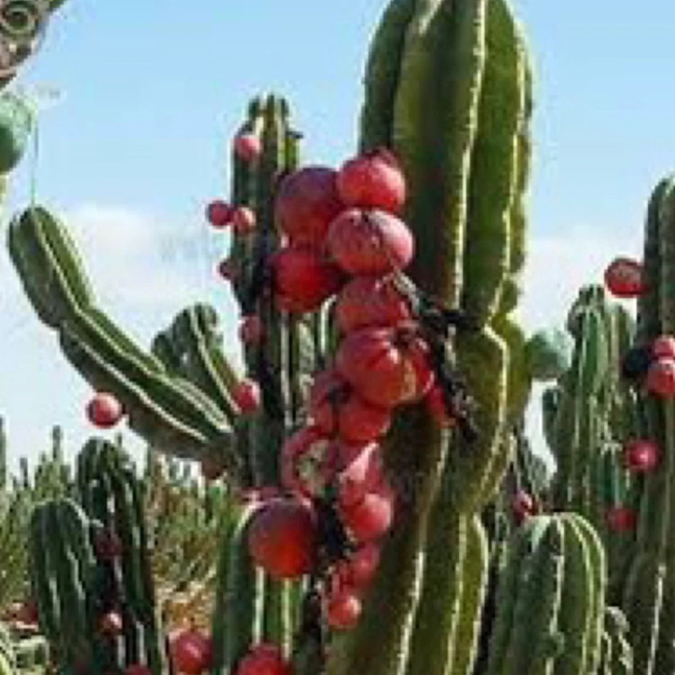نهال سیب پرو