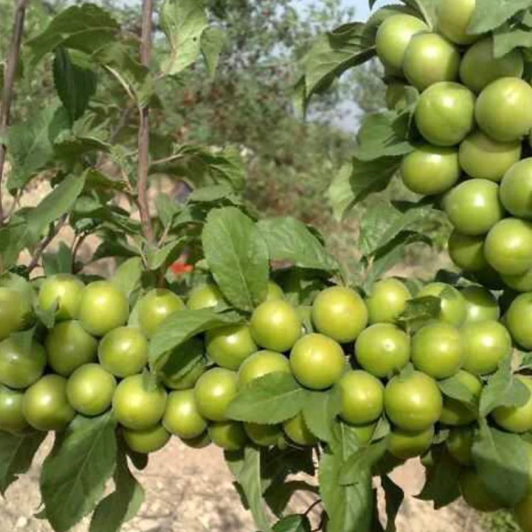 نهال آلوچه سبز