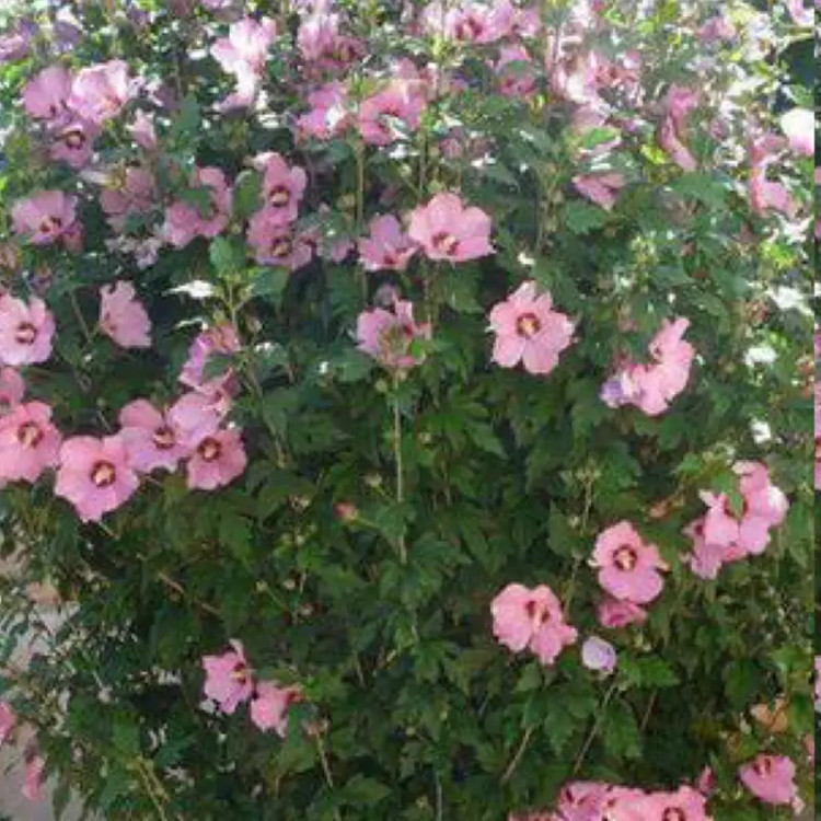 نهال ختمی درختی بنفش