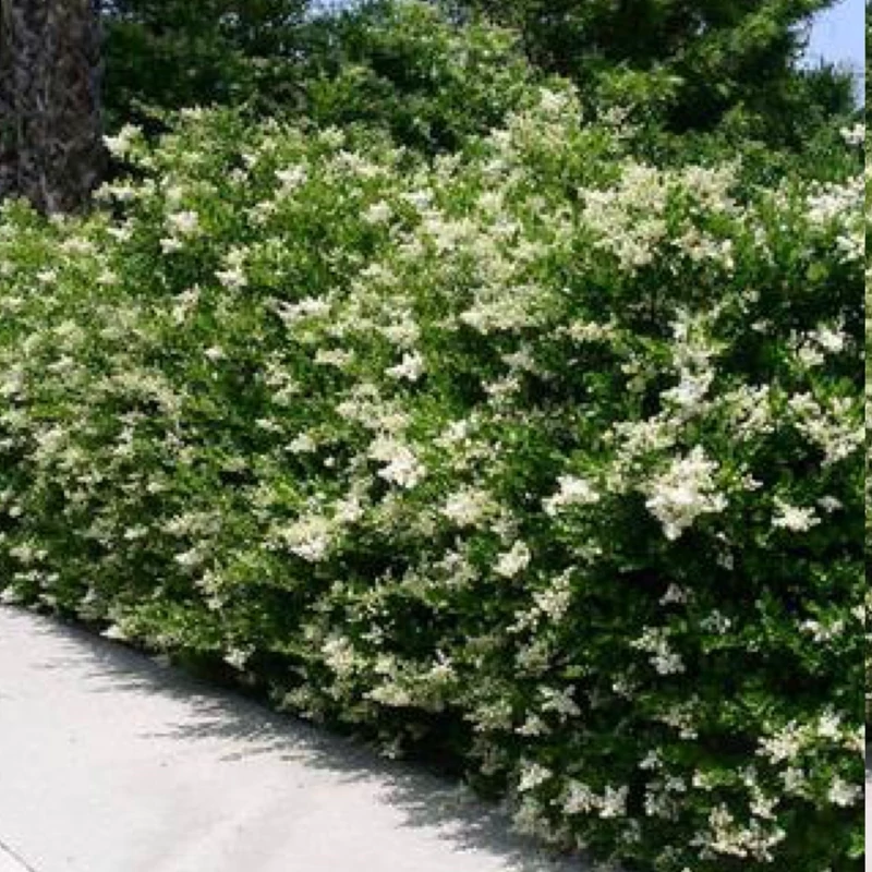 نهال یاس هلندی