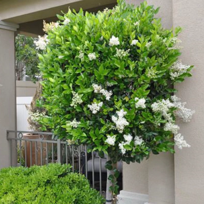نهال یاس هلندی