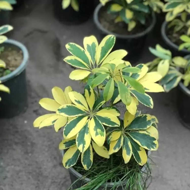 نهال شفلرا طلایی