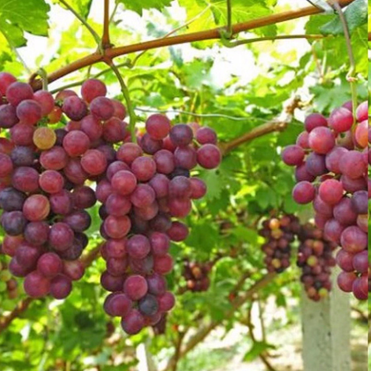 نهال انگور گرمسیری قرمز