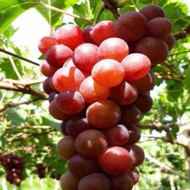 نهال انگور گرمسیری قرمز