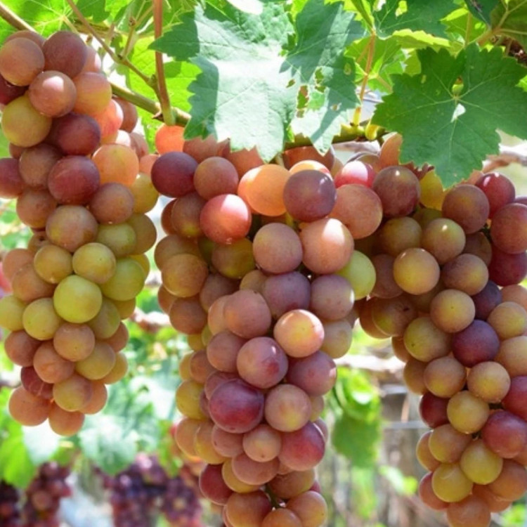 نهال انگور گرمسیری قرمز