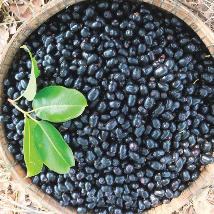 نهال گیلاس جمبو