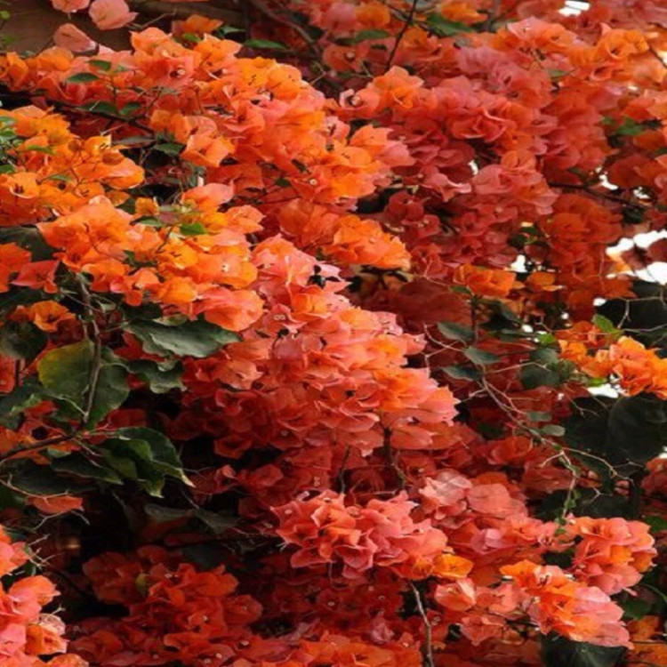 نهال گل کاغذی نارنجی