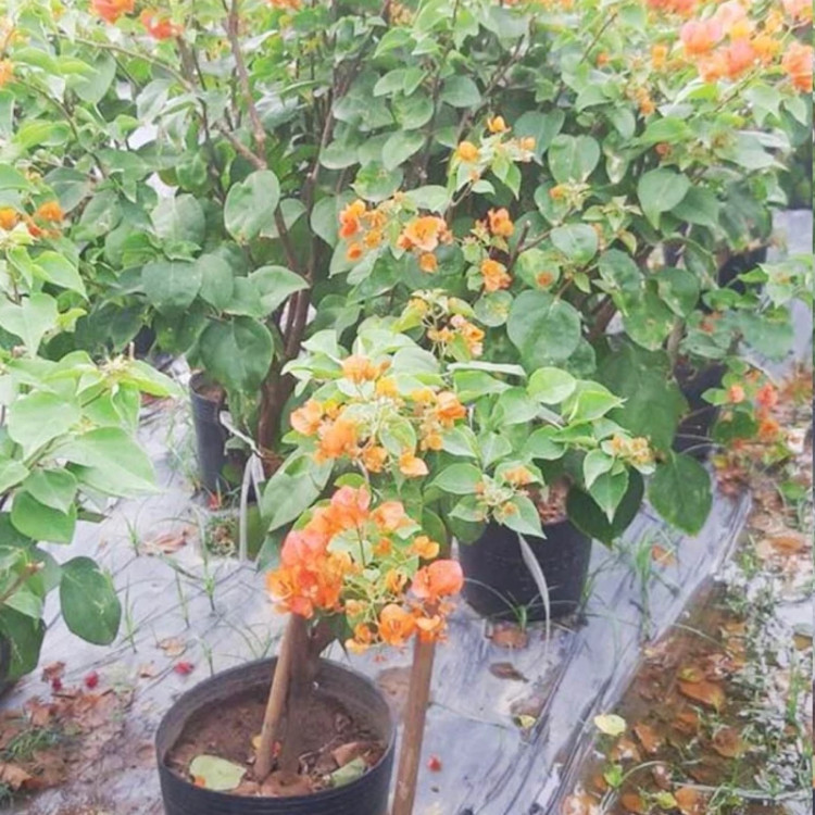 نهال گل کاغذی نارنجی