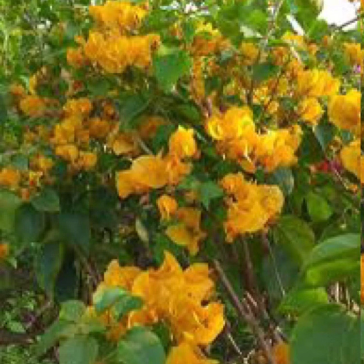 نهال گل کاغذی زرد