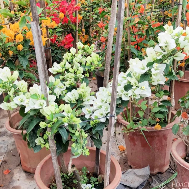 نهال گل کاغذی سفید