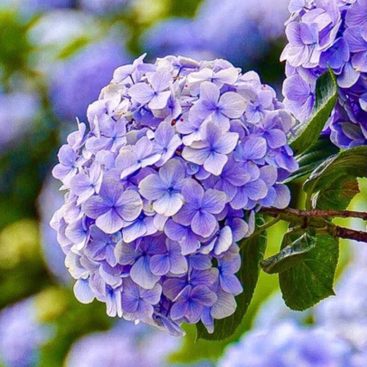 نهال ادریسی بنفش