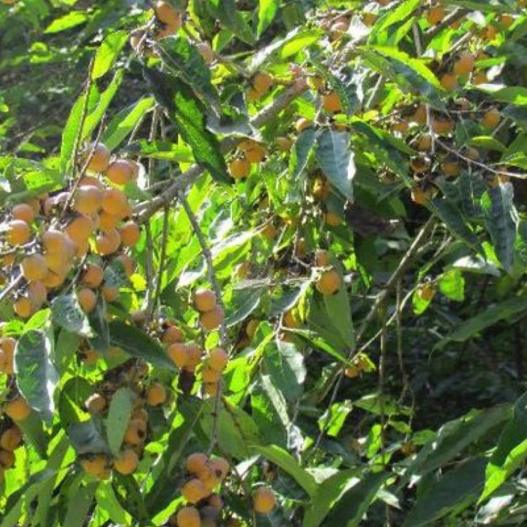نهال خرمالو جنگلی