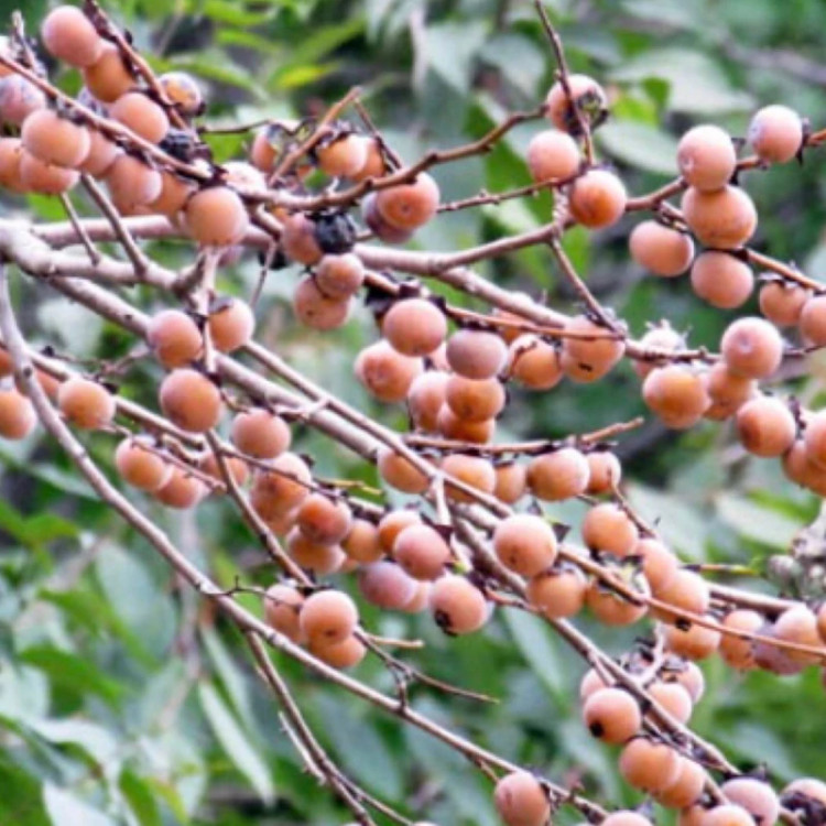 نهال خرمالو جنگلی