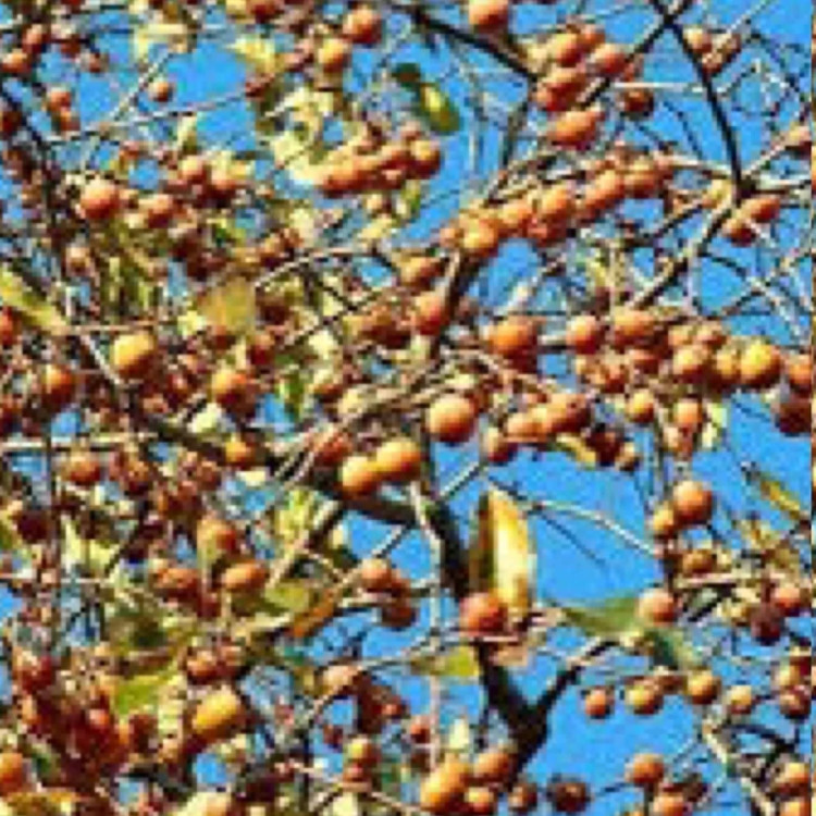 نهال خرمالو جنگلی