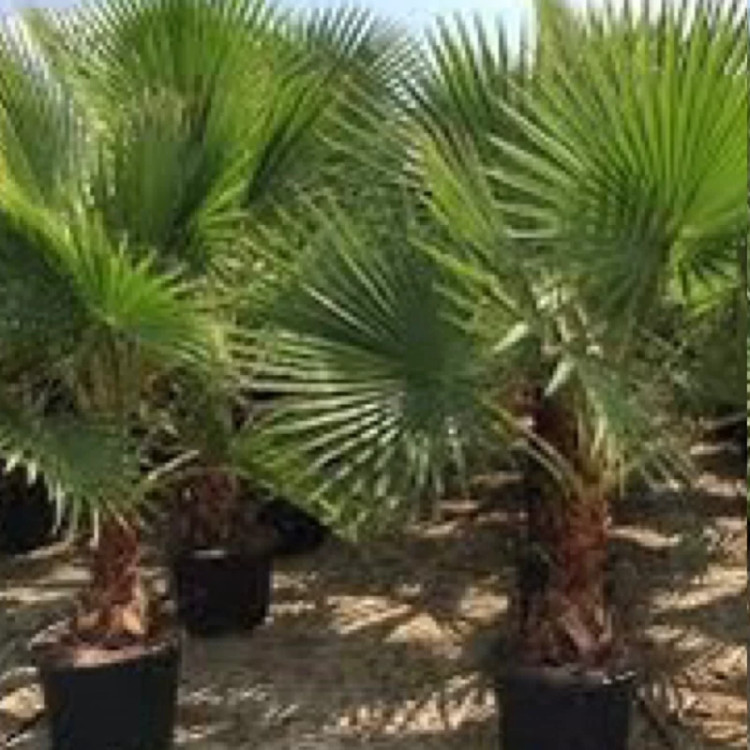 نهال نخل واشنگتن