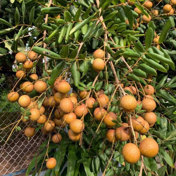 نهال لونگان پیوندی وارداتی