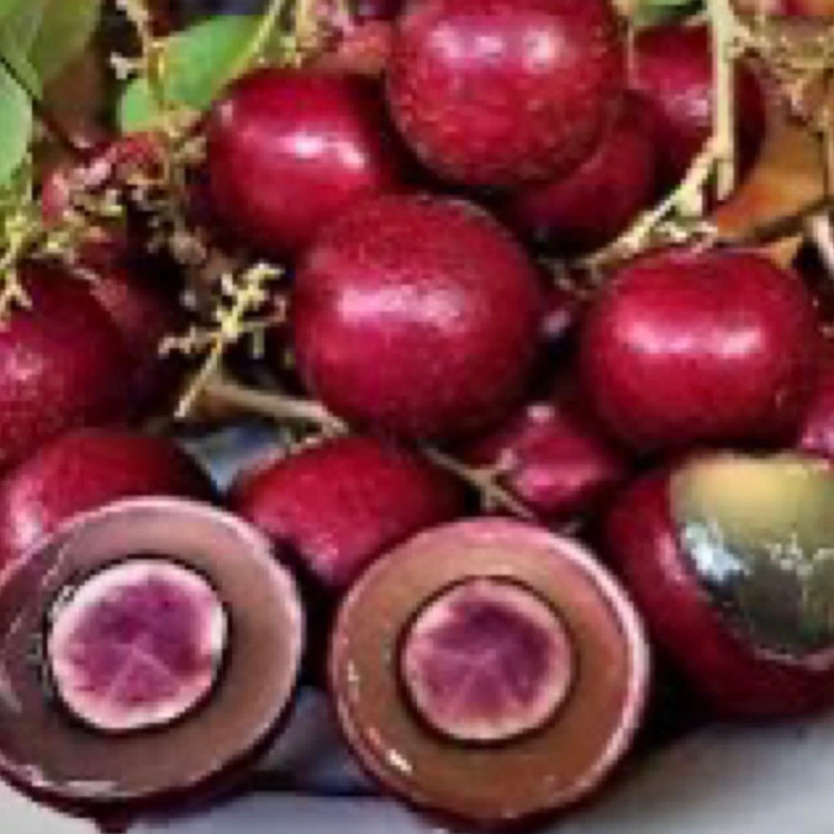 نهال لونگان بنفش پیوندی