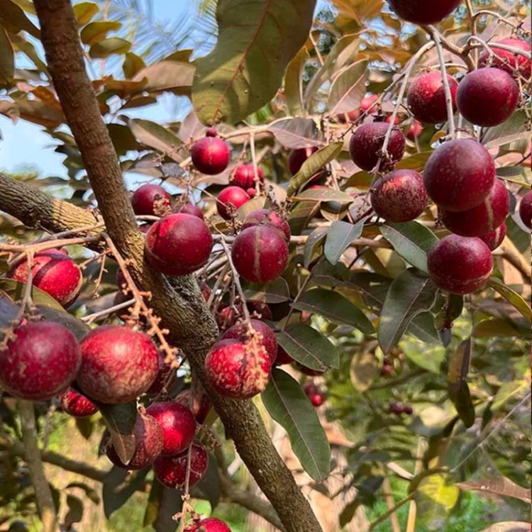 نهال لونگان بنفش پیوندی