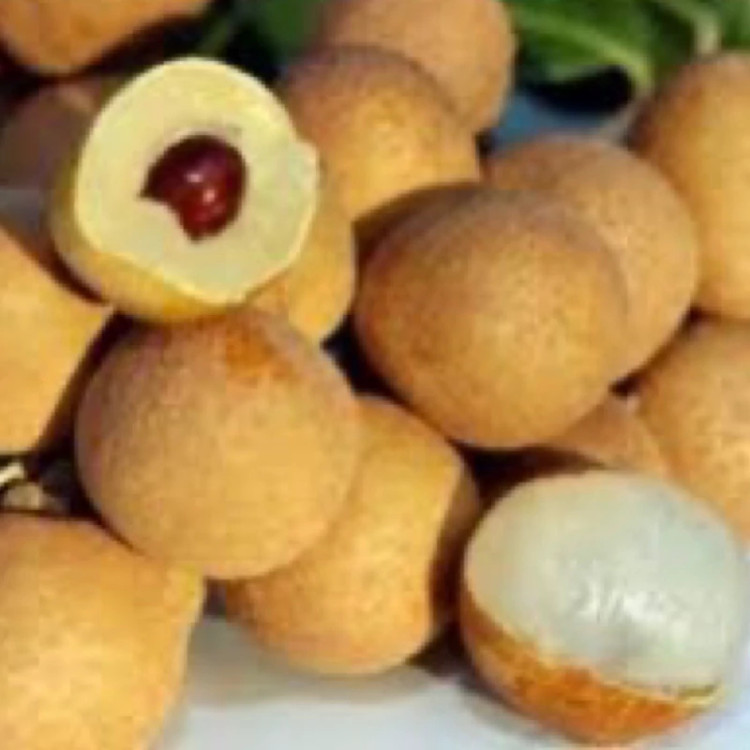 نهال لونگان پیوندی وارداتی