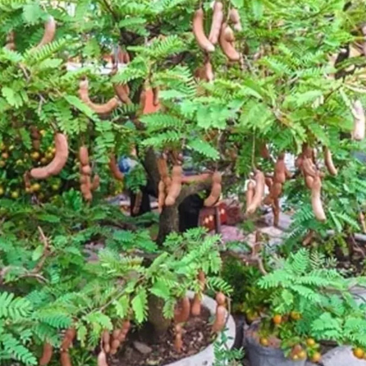 نهال تمر بالغ شیرین وارداتی