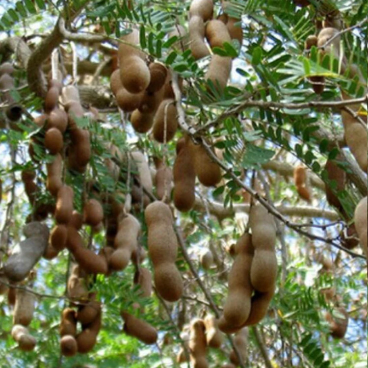 نهال تمر بالغ شیرین وارداتی