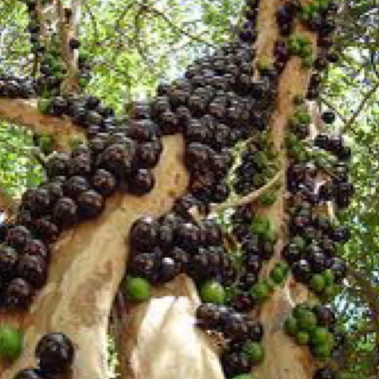 نهال انگور برزیلی درختی