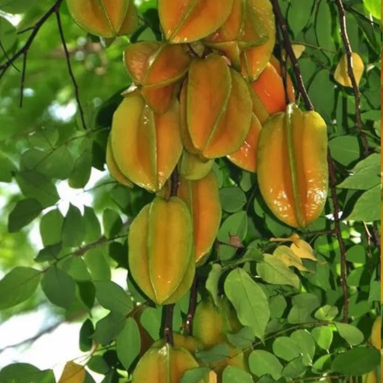 نهال استار فروت