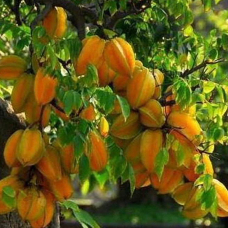 نهال استار فروت