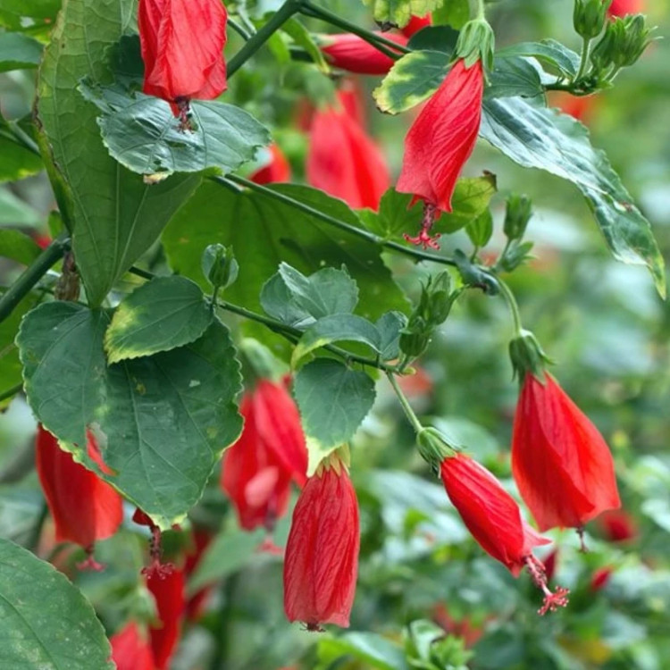 نهال ختمی زنگوله ای معتدل